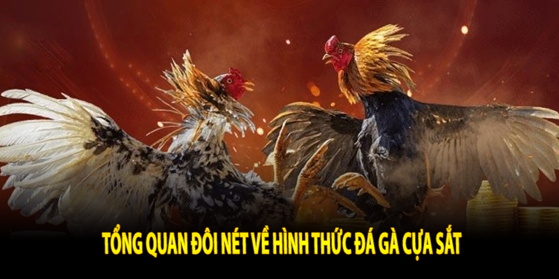 Tổng quan đôi nét về hình thức đá gà cựa sắt